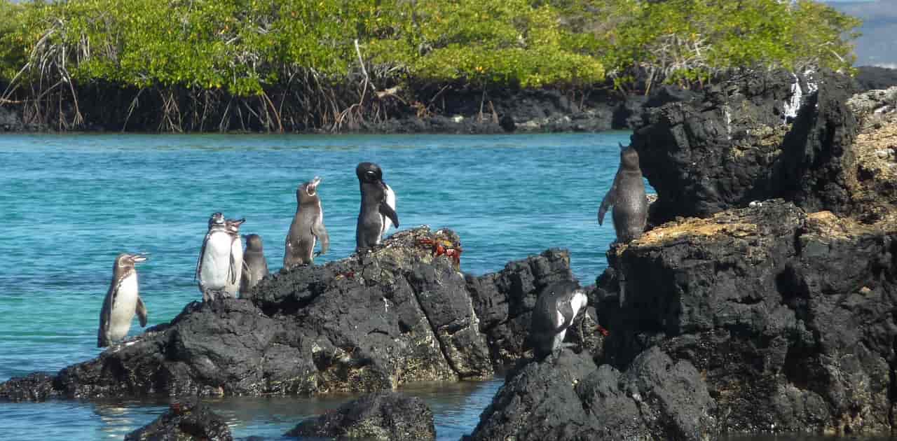 Group of penguins in the Galapagos islands