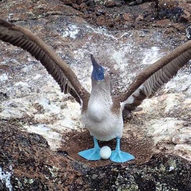 Wildlife Trips Galapagos Islands