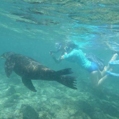 Snorkelling with Sea Lions Galapagos Islands