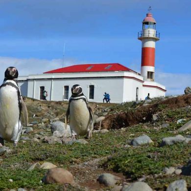 Otway Penguin Colony Punta Arenas