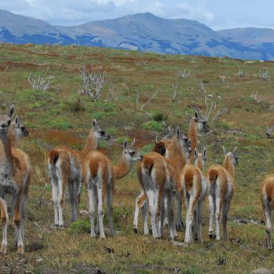 Wildlife Tours Chile Patagonia Torres del Paine National Park