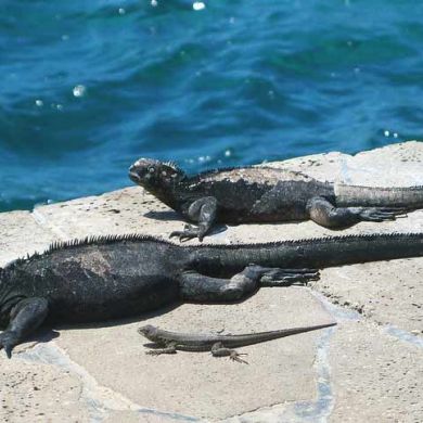 Wildlife Vacations Galapagos Islands