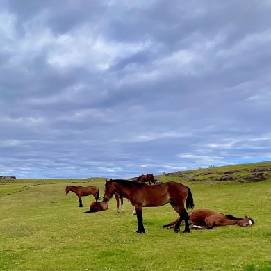 Horses Easter Island