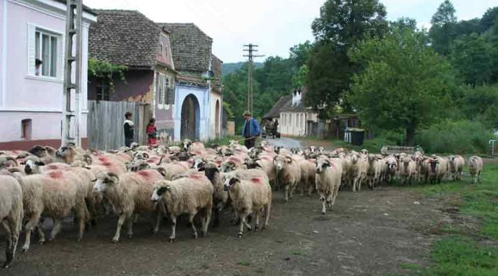 Sheep on streets of Romania