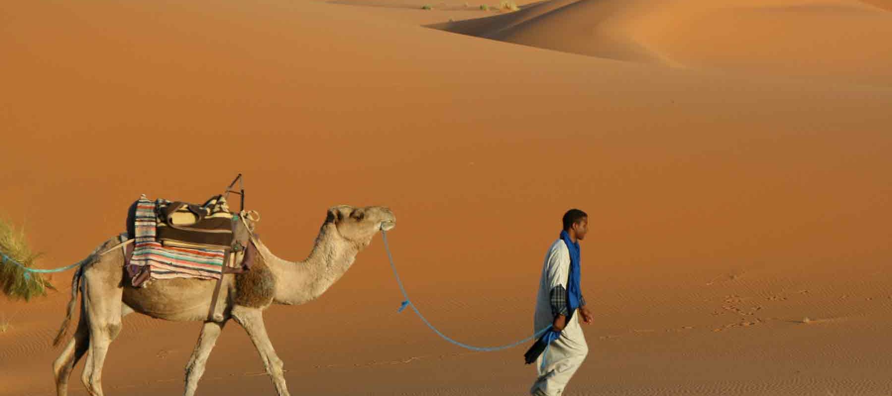 Camel and tourist traversing Sahara desert