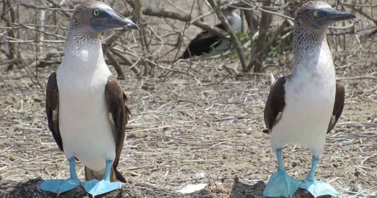 Blue Footed Boobies