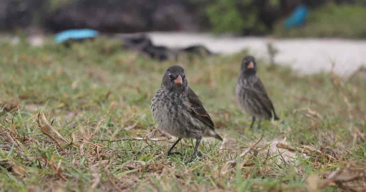 Darwins Finches Galapagos Island Birds