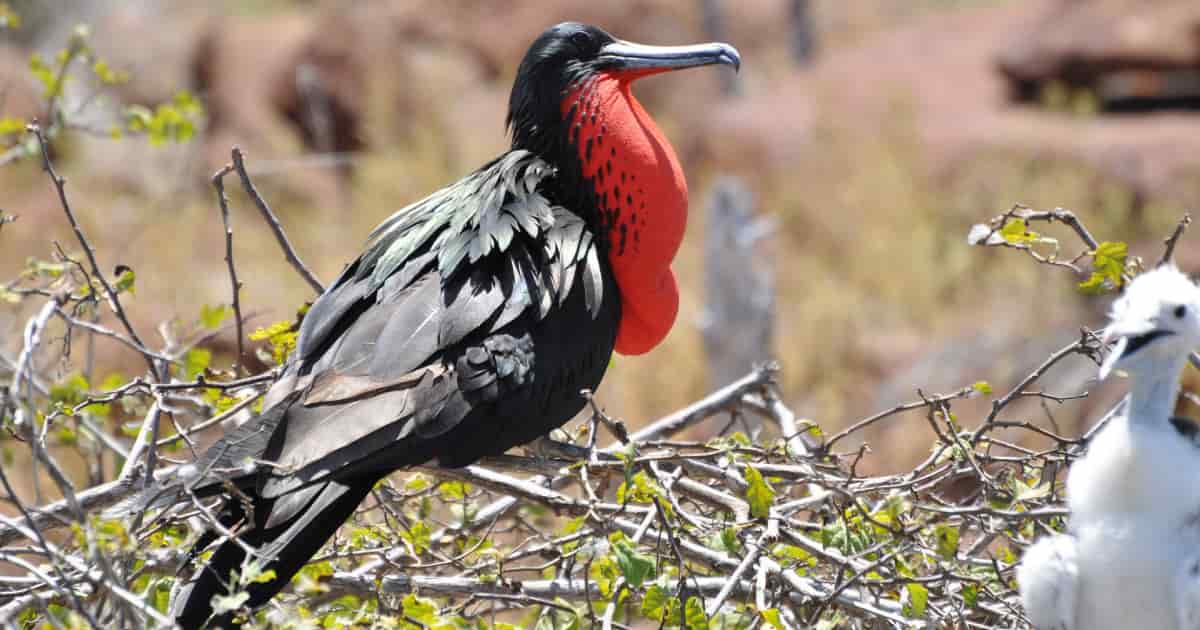 Magnificent Frigate Galapagos