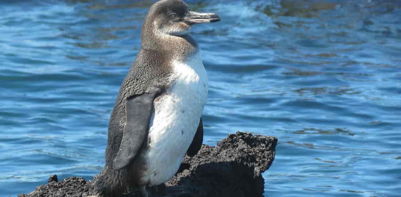 Galapagos Penguin