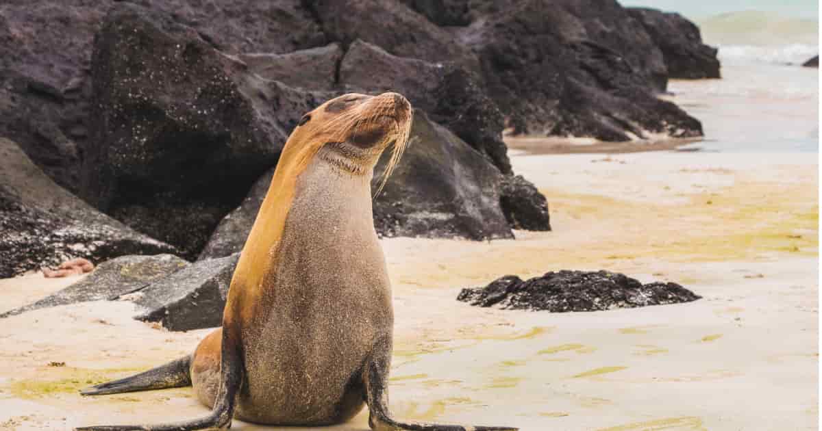 Galapagos Sea Lion