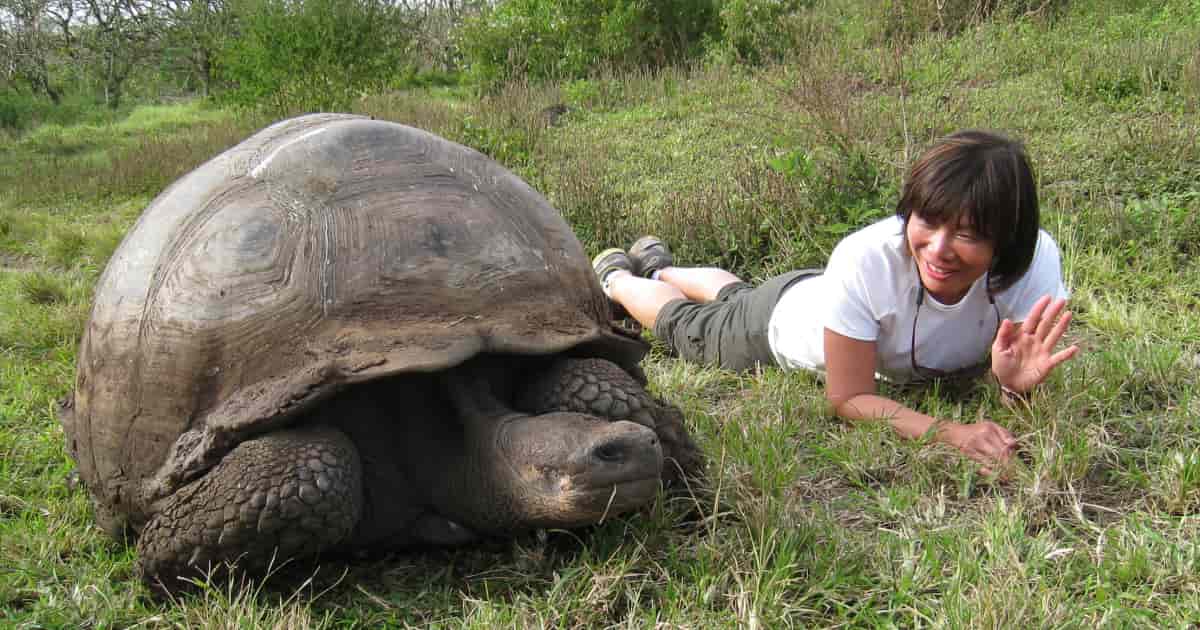 Galapagos Tortoise