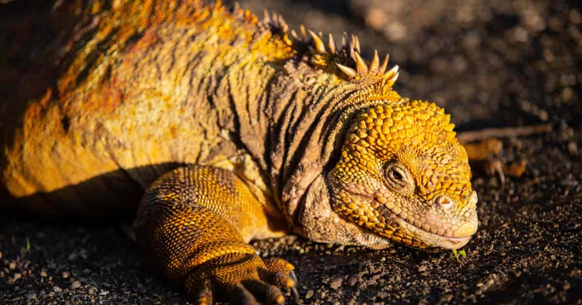 Galapagos Land Iguana