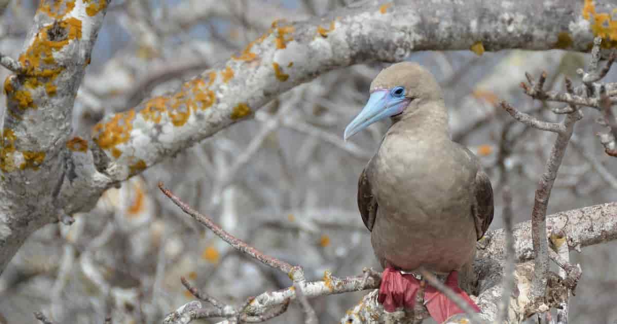 galapagos islands red foot booby