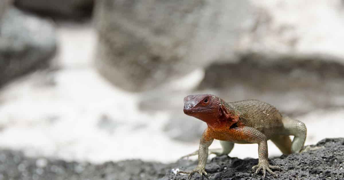 Lava Lizard