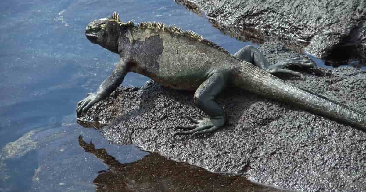 marine iguana