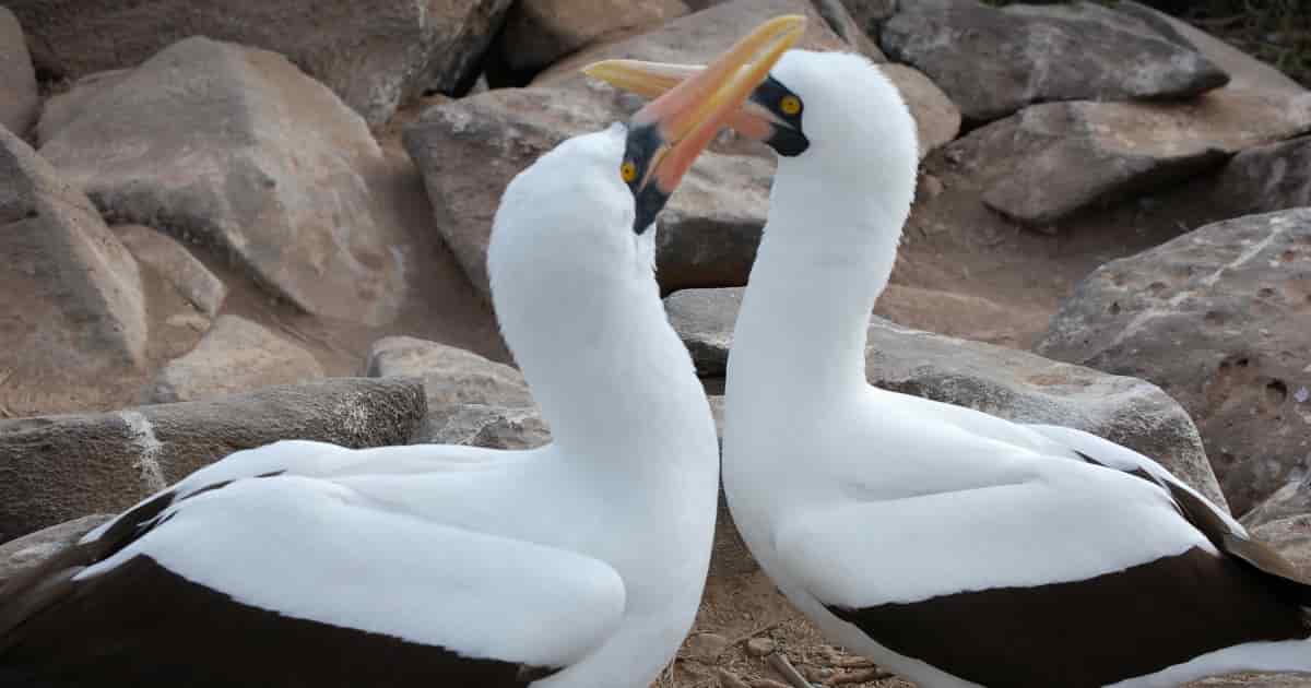 nazca boobie Galapagos bird