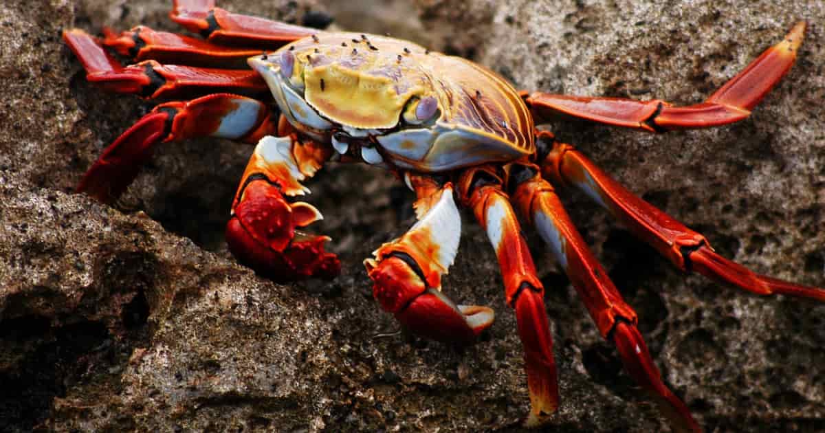 sally Lightfoot crab