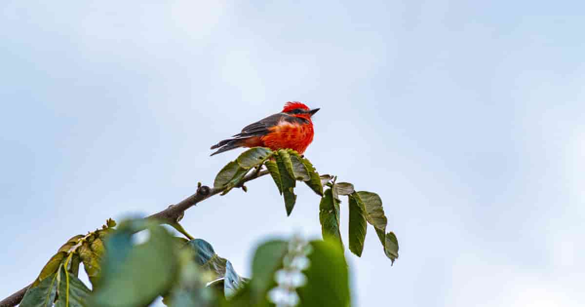 Vermillion flycatcher Galapagos bird