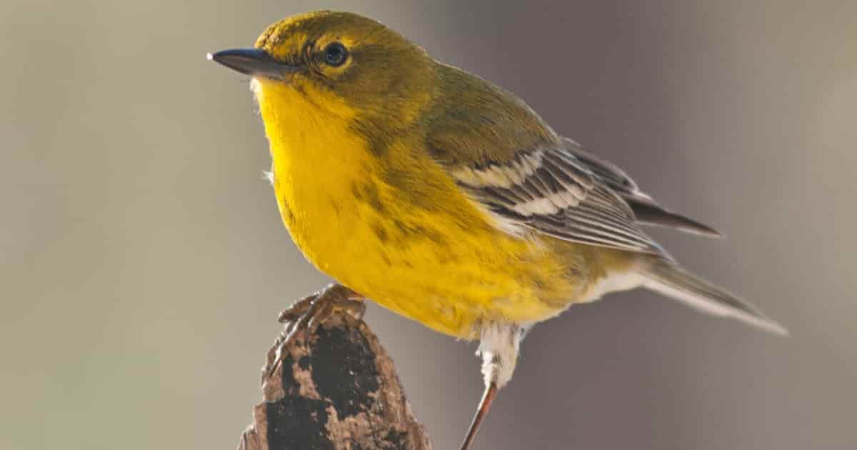 Yellow Warbler Bird