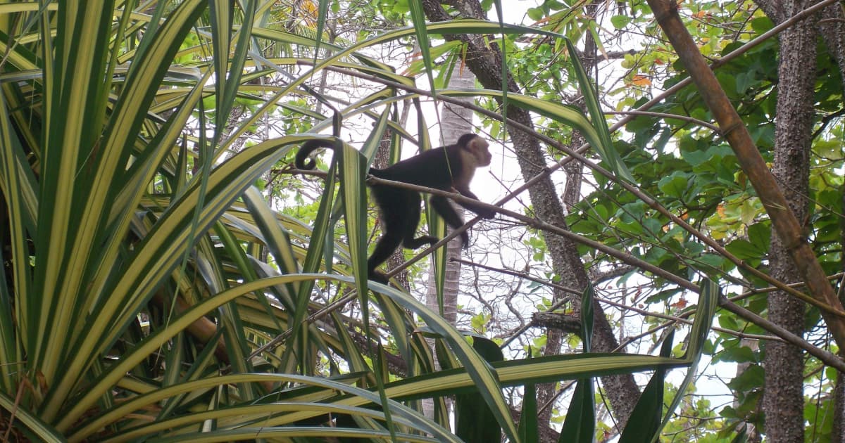 Capuchin monkey climbing through tree branches