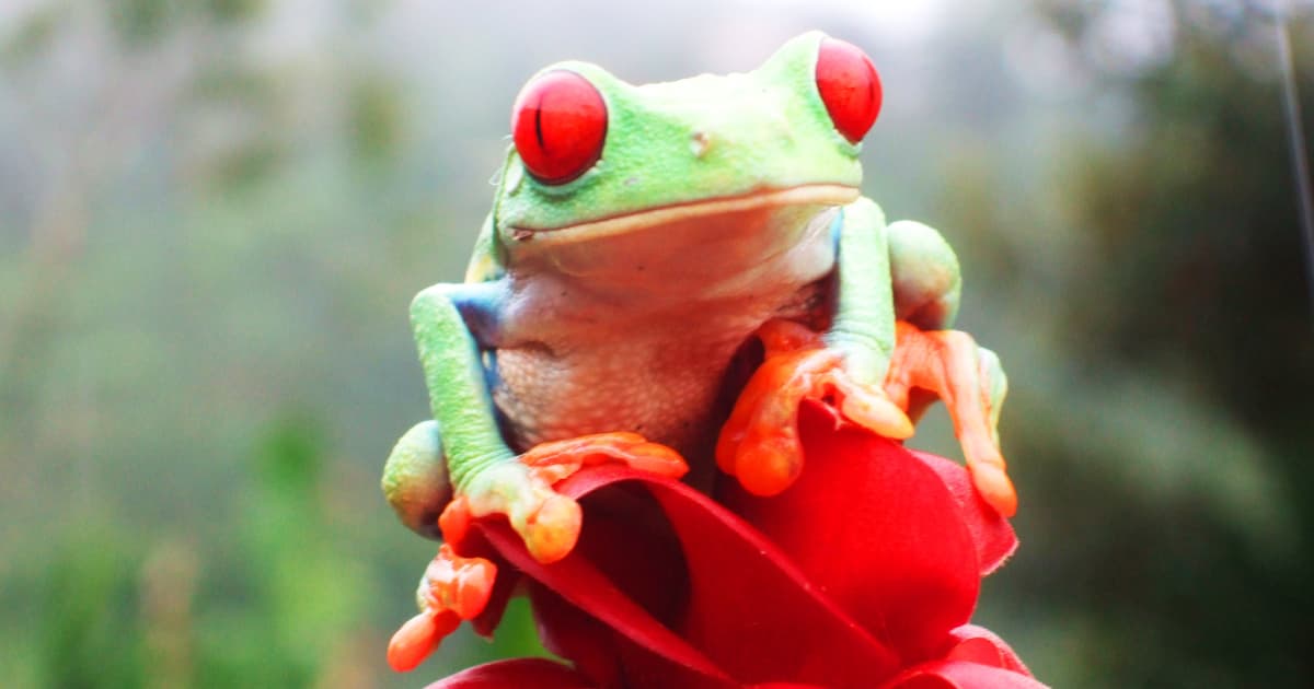 costa rican dart frog