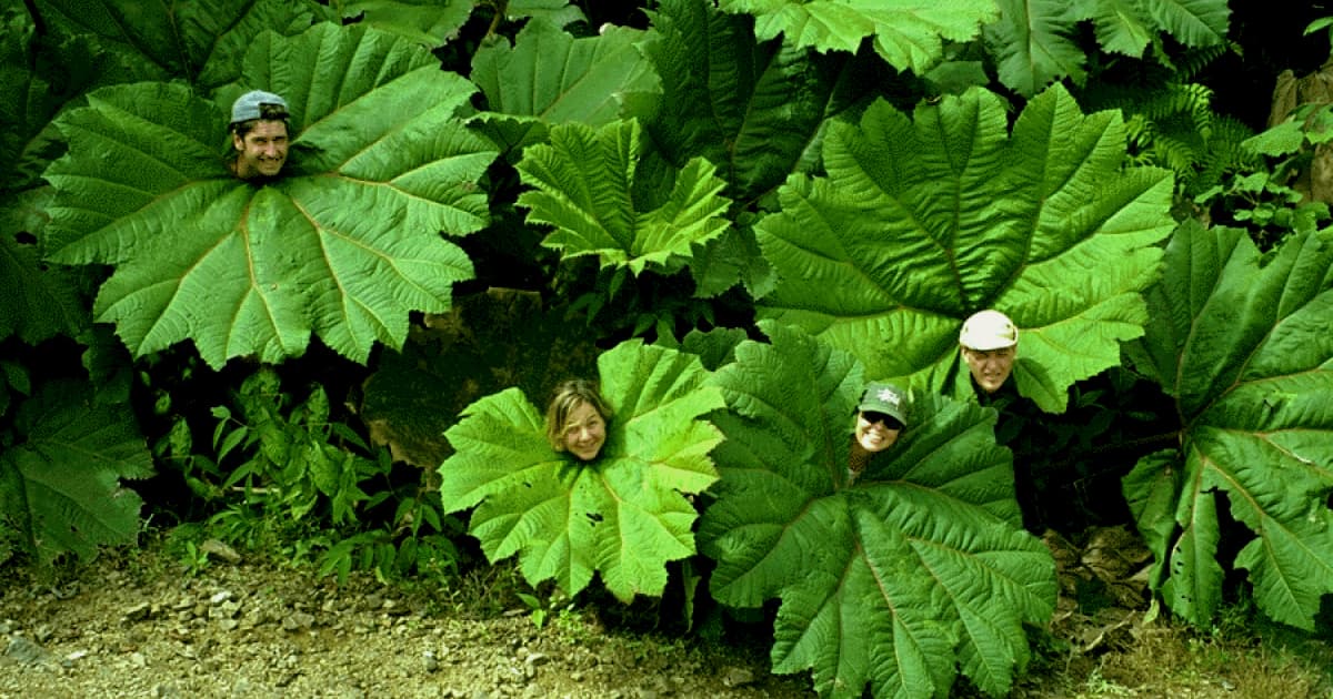 4 tourists using palm leaves as umbrellas