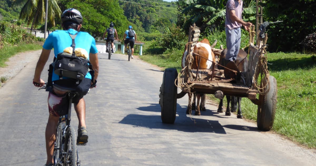 Cycling passed a horse and cart