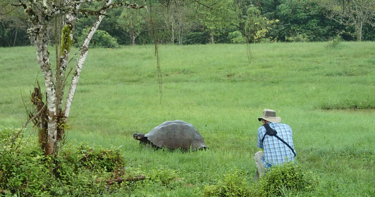 Traveler photographing a turtle up close