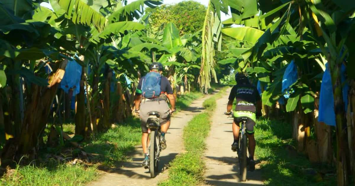 Family biking through dense forest