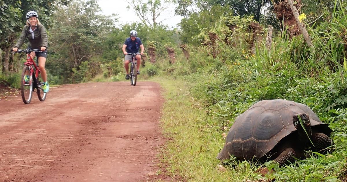 2 cyclists passing a tortoise on a biking trail on the Galapagos islands