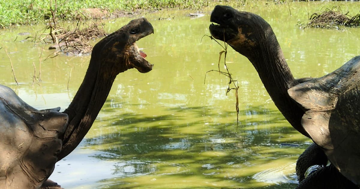 2 tortoises face to face