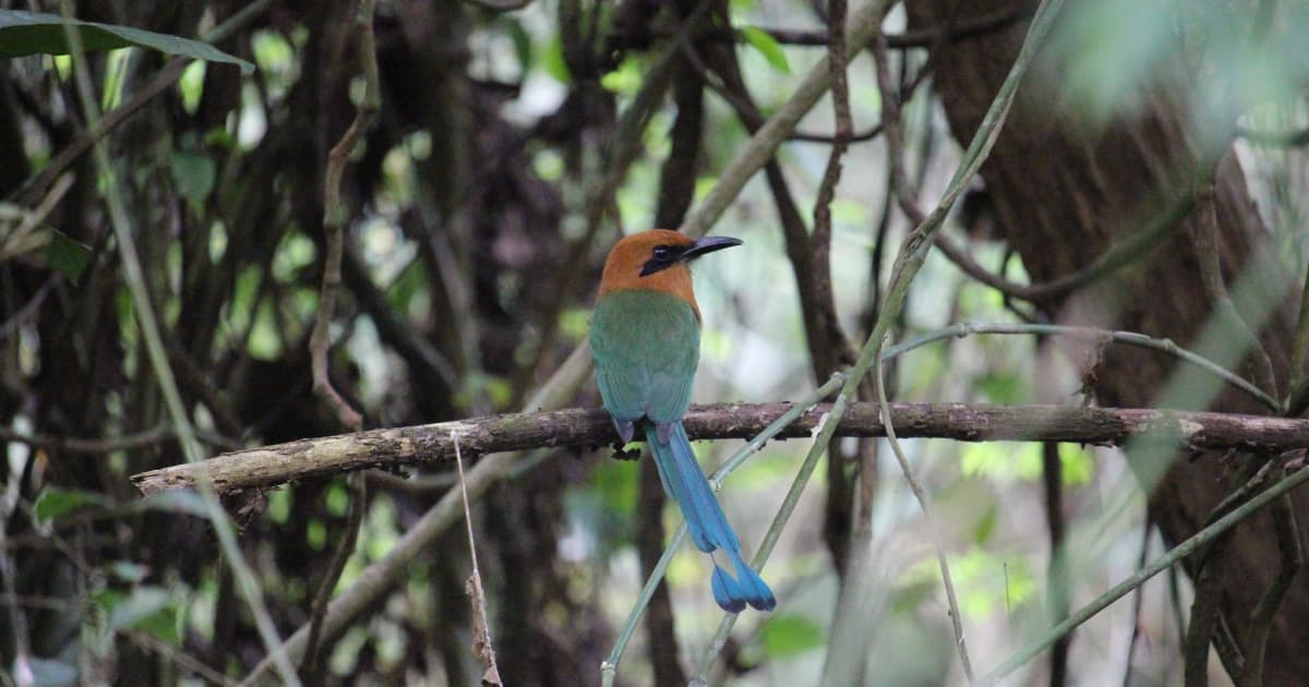 bird in panama forest