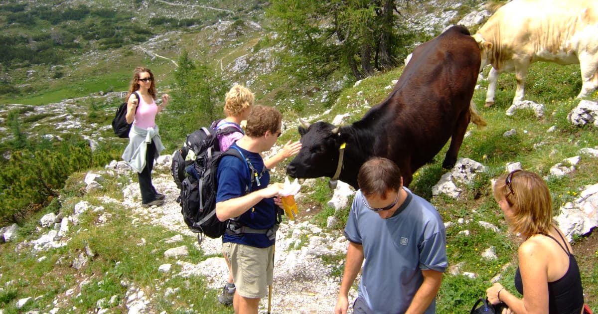 hikers stopping to pet a cow on a slovenia hiking trail