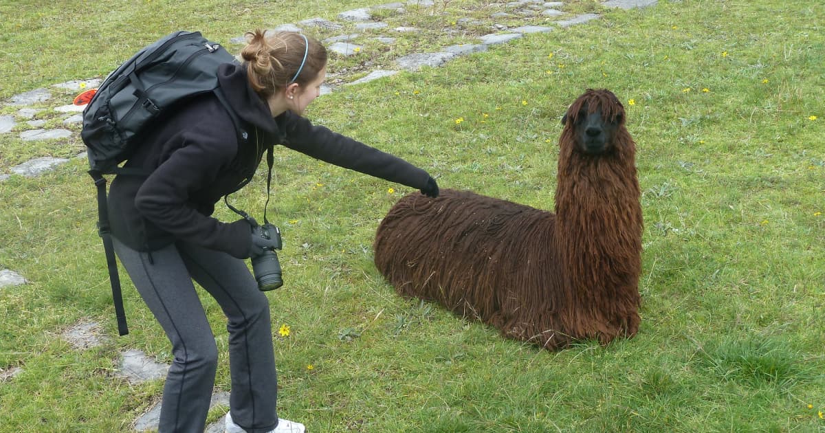 a traveler with a camera getting up close to pet a brown alpaca