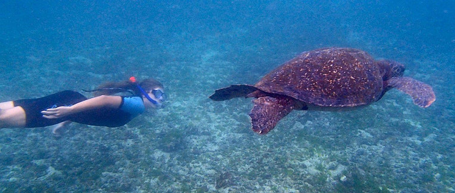 snorkeling with tortoise at the Galapagos