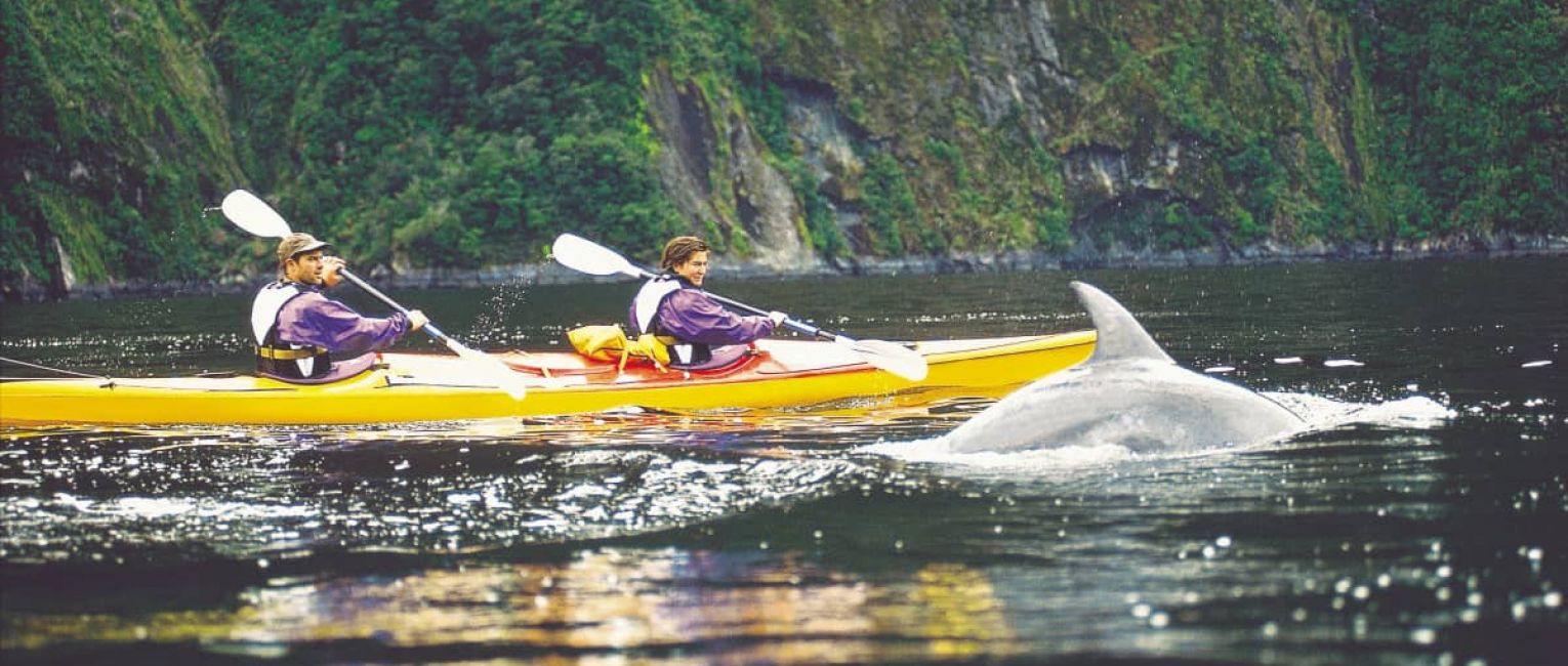 Group Kayaking With Dolphins