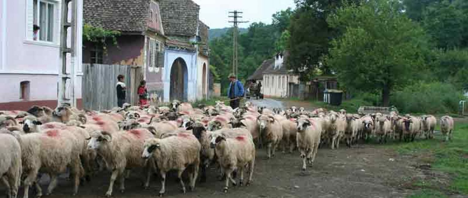 Sheep on streets of Romania