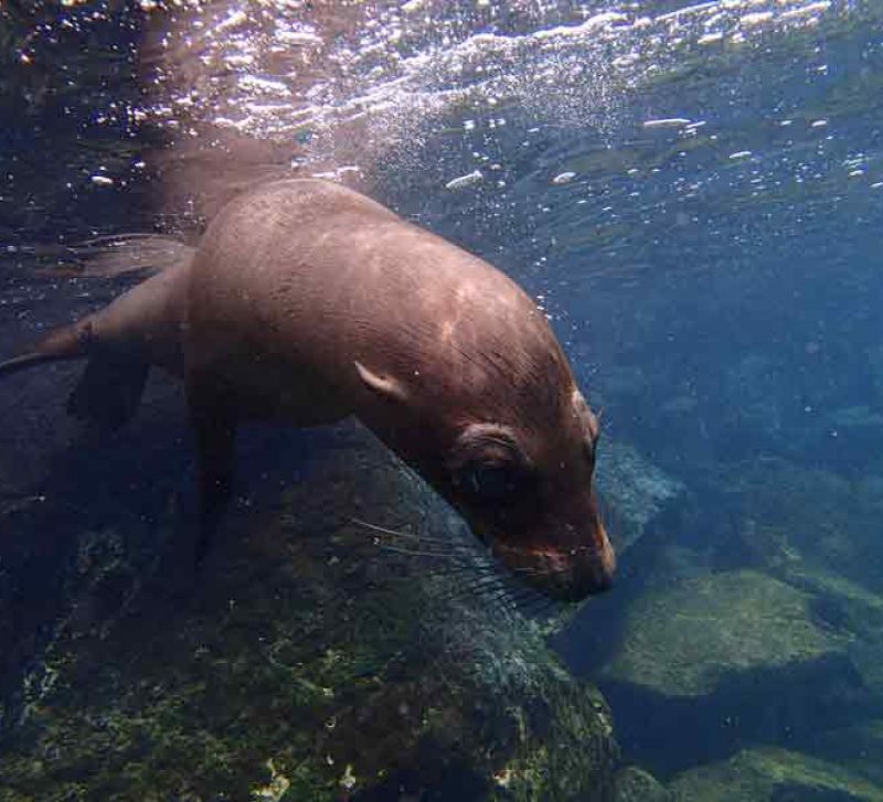 Galapagos