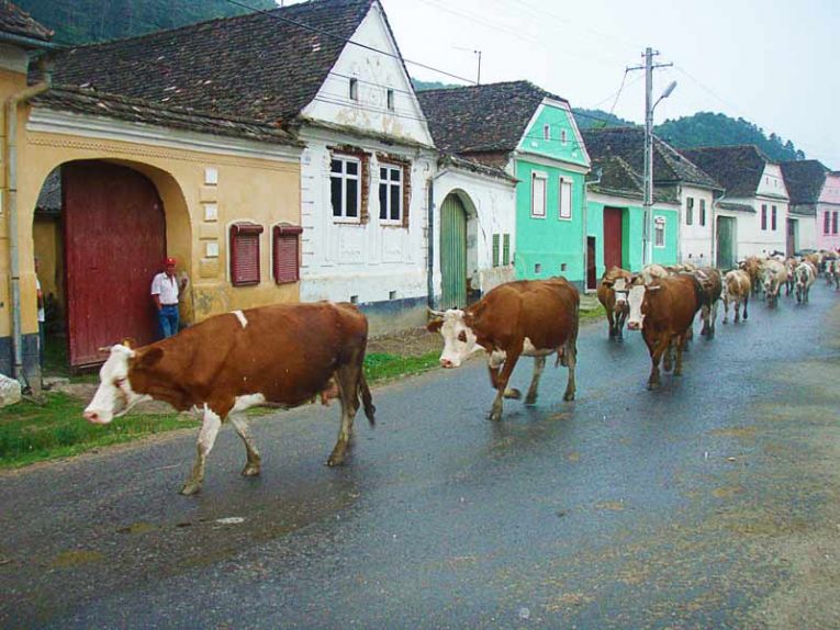 Romania Cow Parade