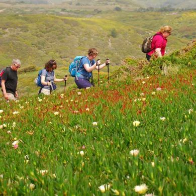 Hiking Vicentina Trail Wildflowers Southern Portugal