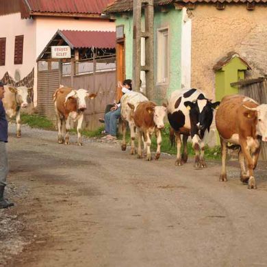 Romanian Village Cow Parade