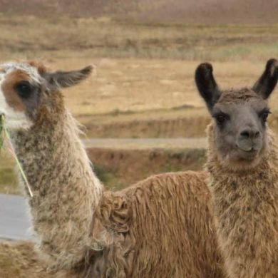 Alpacas Peru Cuzco Adventure Travel Vacations