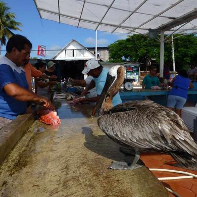 Fish Market Santa Cruz Galapagos Islands