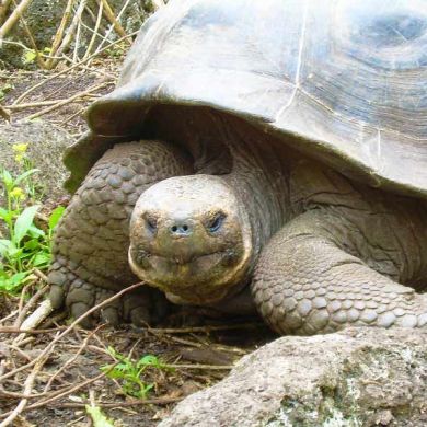 Giant Turtle Galapagos Islands