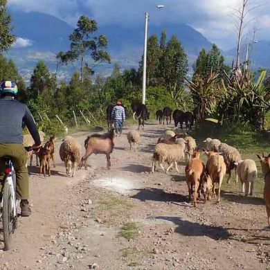 Adventure Cycling Tours Ecuador
