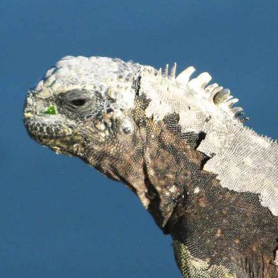 Iguana Galapagos Islands