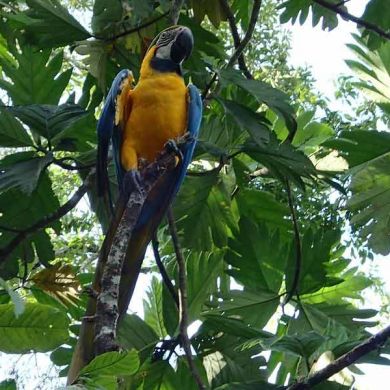 Macaw Ecuador Wildlife Amazon Rainforest