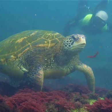 Snorkeling with Sea Turtles Galapagos Islands