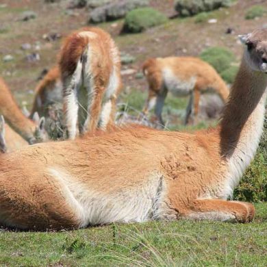 Patagonian Wildlife
