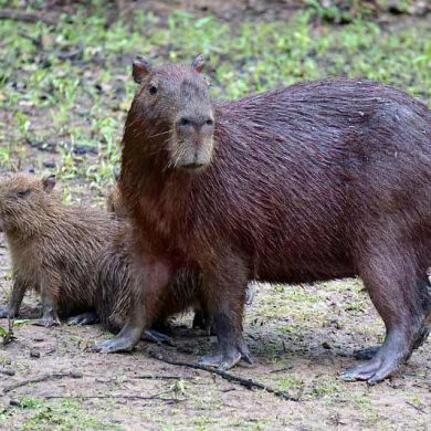 Bolivian Amazon Capybaras